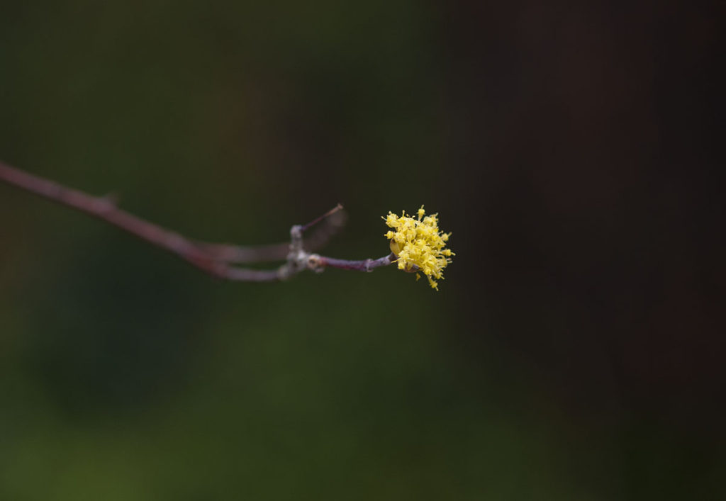 산수유