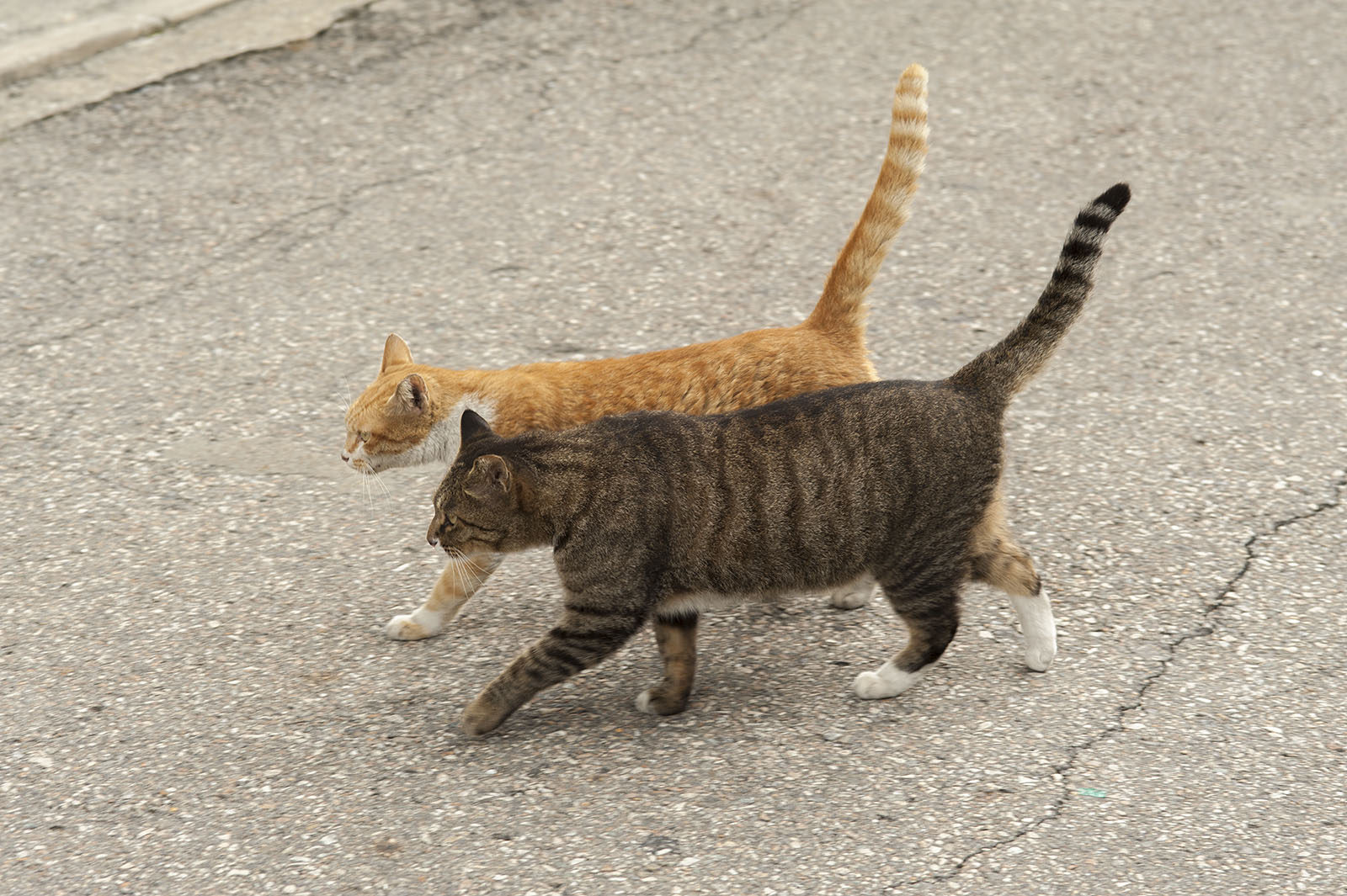 꼬리들고 나란히 걸어가는 두 고양이