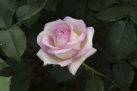 DSC_7204