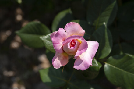 DSC_5442