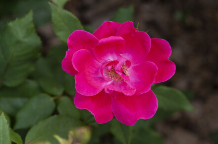 DSC_7401