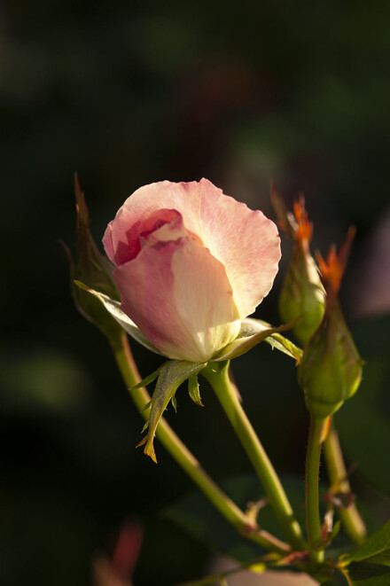 DSC_3001