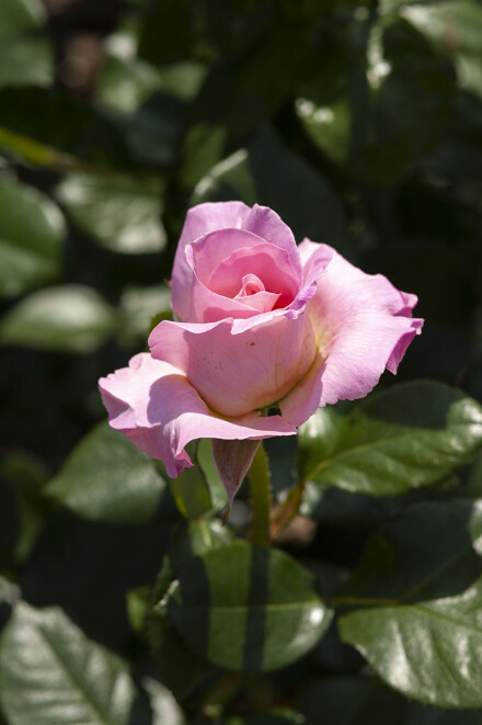 DSC_5448