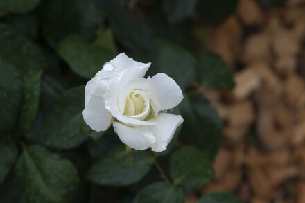 CHO_4789