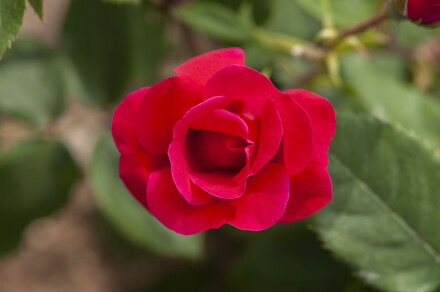 DSC_7397