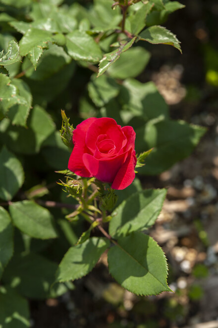 DSC_5142