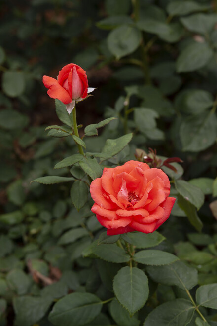 DSC_0572