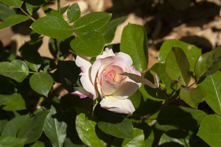 KDW_3337