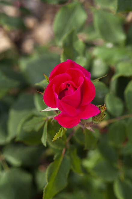 DSC_7393