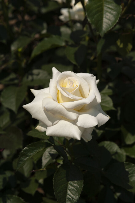 DSC_8219