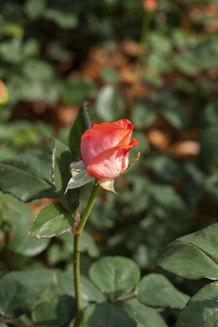 DSC_8194