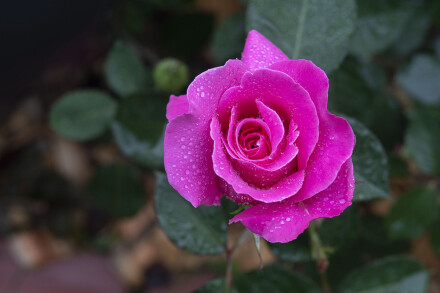 CHO_5787