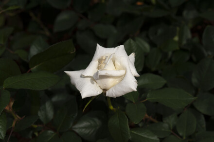 DSC_8107