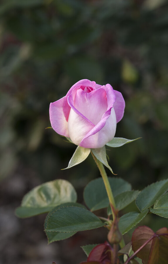 DSC_3080