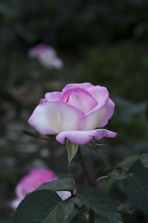 DSC_7943