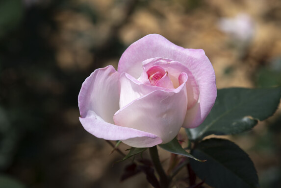 DSC1655