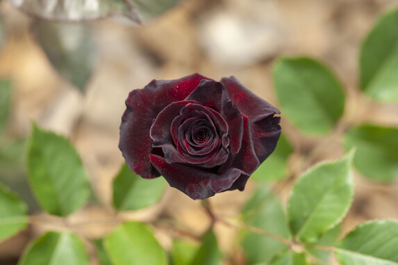 DSC_3850