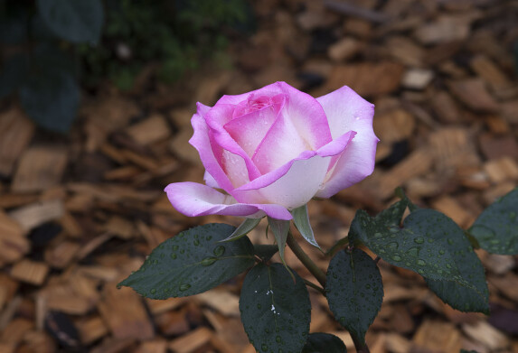 DSC_5148