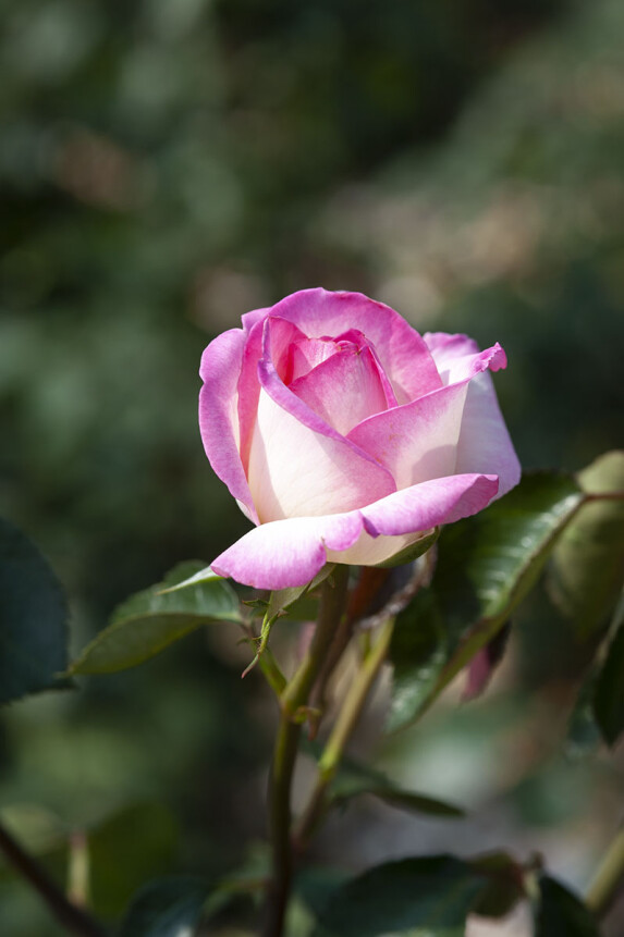 DSC_9795