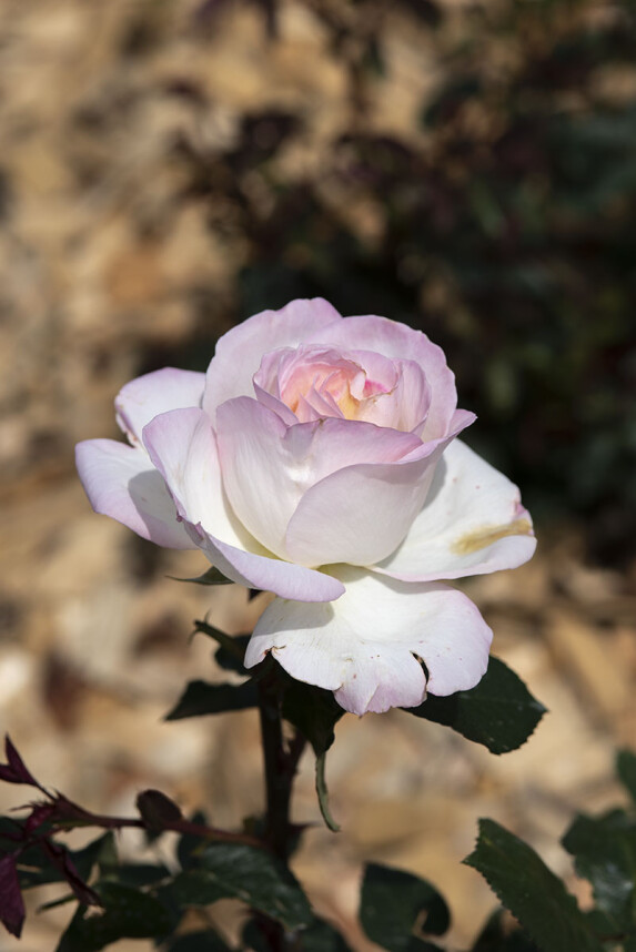 DSC1670