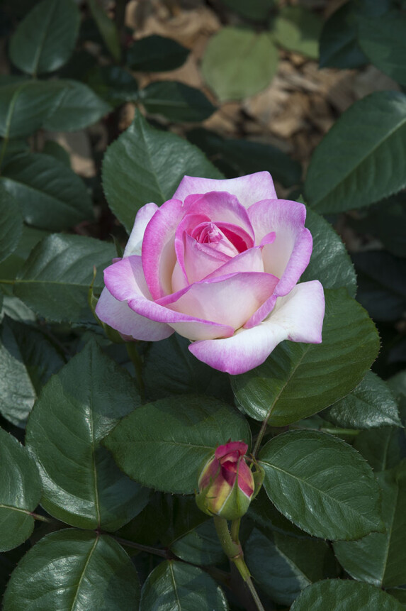 DSC_6123
