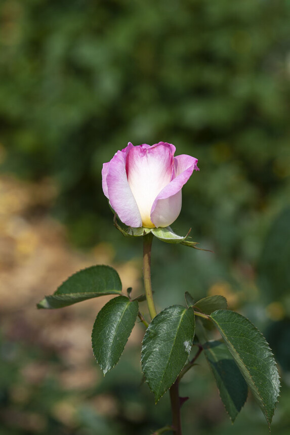 DSC_9790
