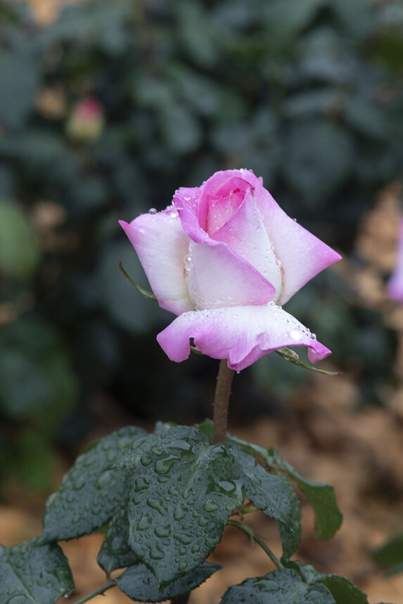 CHO_5407